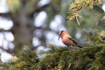 Poster - The house finch (Carpodacus mexicanus) sitting on a spruce branch with  plastic tape during nest building