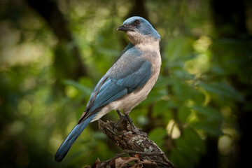 Blue bird