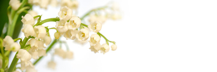 Wall Mural - lily of the valley flower blossom, white panoramic background. may 1st, may day web banner