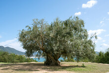 1000-year-old Big Olive Tree In Shodoshima Island In Kagawa, Japan　樹齢千年のオリーヴ大樹 小豆島