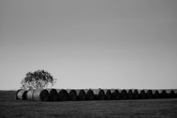 B&W diptych - polish field and french sea