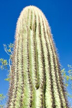 A Tall Saguaro Cactus Against A Blue Sky. Photo Taken In Saguaro National Park In Arizona Near Tucson. The Saguaro Is A Tree-like Cactus (Carnegiea Gigantea) And Symbol Of The American Southwest.