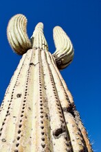 A Tall Saguaro Cactus Against A Blue Sky. Photo Taken In Saguaro National Park In Arizona Near Tucson. The Saguaro Is A Tree-like Cactus (Carnegiea Gigantea) And Symbol Of The American Southwest.