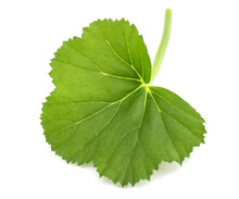 Geranium Leaf