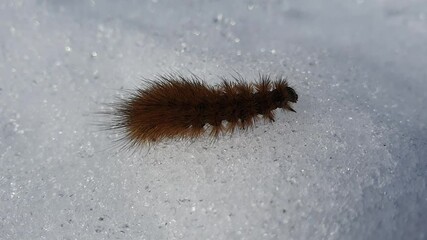 Wall Mural - Phragmatobia fuliginosa. Caterpillar of a butterfly from the family Erebidae in spring in Siberia