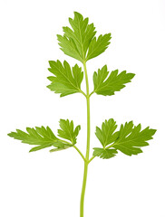 Wall Mural - Parsley sprig