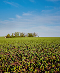 Wall Mural - Legumes, green bean field in spring, focus on front. Agriculture view with an island of trees in the middle of the field