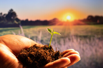 The small plant that is held in the hand with all its soil