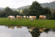 © S. Leitenberger - Cours d'eau traversant une prairie avec troupeau de boeuf race normande dans la pature