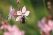 Honey Bee on Pink Petals