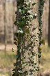Dziko rosnący bluszcz w lesie oplatający pień drzewa