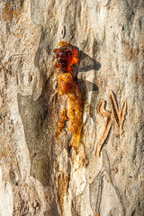 tree trunk, nature details photography

