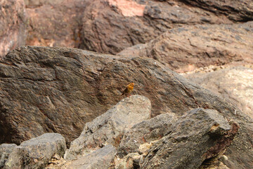 Robin hopping on the rocks by the sea