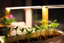 Growing Seedlings Tomatoes, Green Mint, Other Plants In Plastic Containers On Black Soil On Windowsill Under Artificial Lighting LED Lamp Strip Solar Spectrum With Humidity Temperature Control Home