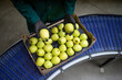 © littlewolf1989 - Unrecognizable worker checking quality of green organic apples while being transported via conveyer belt in food processing factory.
