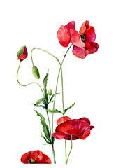 Wall Mural - Watercolor poppies and buds on white background