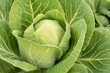 © plysuikvv - Cabbage head in growth at vegetable garden