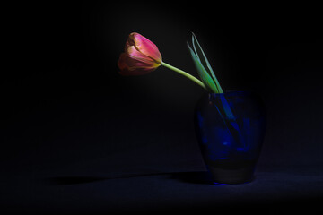 Wall Mural - single pink tulip in dark vase. Low key black background, studio shot with copy space