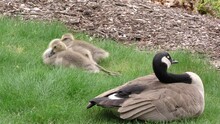 Canada Goose Family Sleeping E North America