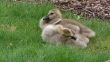 Canada Geese Goslings Resting And Preening E North America