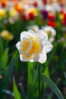Spring madness. White daffodils. Bright and colorfull blossoming flowers in the sunny park
