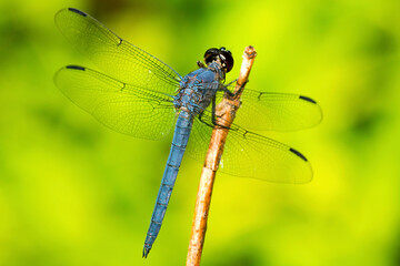 Canvas Print - Slate skimmer dragonfly on a branch in New Hampshire.