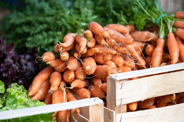 Wall Mural - Fresh carrots (Daucus carota ssp. sativus)