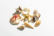 Composition Of Seashells, Starfish And Various Molluscs Isolated On White Background