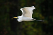 a flying great egret 