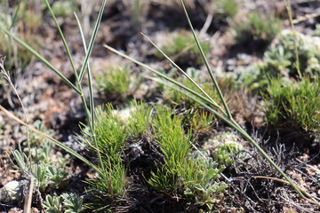 grass in siberia