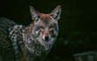 Portrait of coyote staring with orange eyes