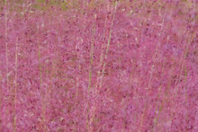 Vertical Pink Grasses (Muhly Grass) In Autumn