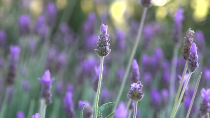 Poster - Field of Lavender Flowers