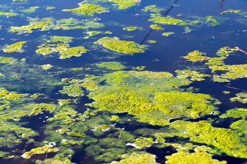 Sticker - Green algae in the pond