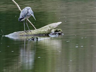 Wall Mural - Grey Heron (Ardea cinerea) perching on a trunk in the river, Germany