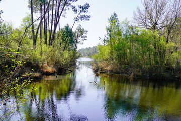 Wall Mural - hostens lake water view with trees reflexion