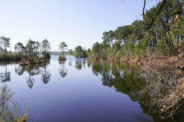 Canvas Print - wild Lake of Hostens water trees reflexion in Gironde france