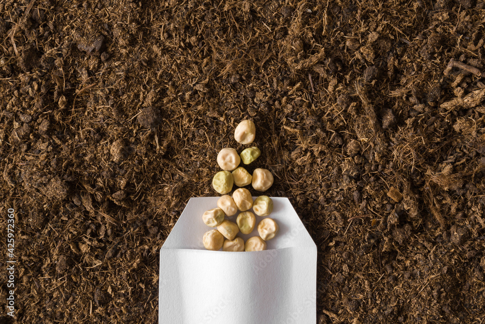 One white opened paper pack of dry pea seeds on fresh dark soil background. Closeup. Preparation for garden season in early spring. Top down view. - obrazy, fototapety, plakaty 