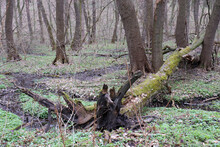 Tree Uprooted By Wind. Fallen Tree With Roots In The Spring Or Summer Forest. Effects Of Storm Wind Or Hurricane
