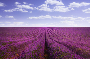 Wall Mural - Lavender flowers fields. Provence, France