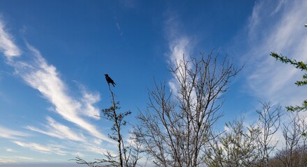 Canvas Print - Oiseau haut perché sur un arbre