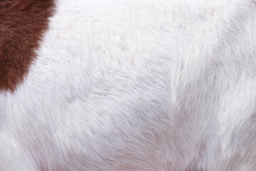 white soft fur goat texture abstract natural background