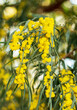 Blossoming of mimosa tree Acacia pycnantha, golden wattle close up in spring, bright yellow flowers, coojong, golden wreath wattle, orange wattle, blue-leafed wattle, acacia saligna