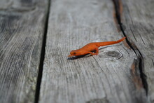 Newt (Notophthalmus Viridescens). The Red Eft (juvenile) Stage. Lizard On Wood