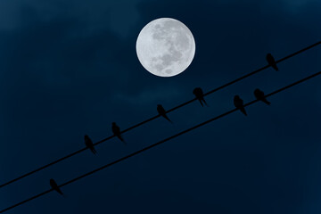 Full moon on sky with bird silhouette on electric wire in the night.