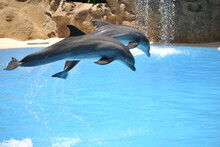 Show With Jumping Dolphins At The Water Park