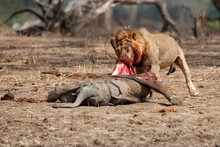 African Lion (Panthera Leo) Adult Male With African Elephant (Loxodonta Africana) Calf Kill In Mana Pools National Park, Zimbabwe