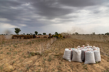 indian farmer harvesting crop in thrashing machine.