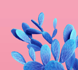 Blue cactus on pink background. Creative design