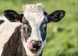 Head portrait of a cow staring at camera licking lips on green background